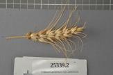 Click for 1 image(s) for this accession. Spike